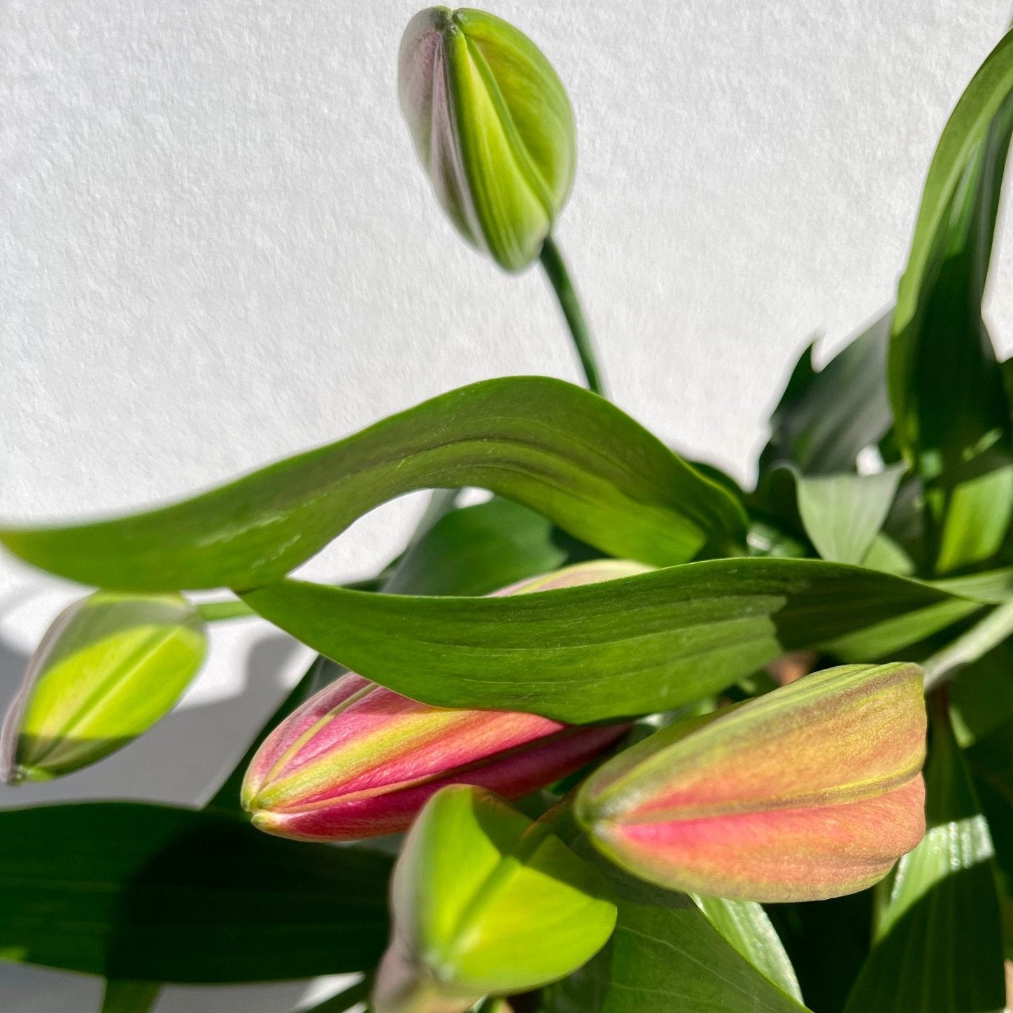 Hand-tied bouquet with fresh oriental lilies from Elanora Flower House in Palm Beach. Perfect for local gifts, birthdays, or celebrations. Florist Palm Beach, Flower delivery Gold Coast, Flower delivery Elanora