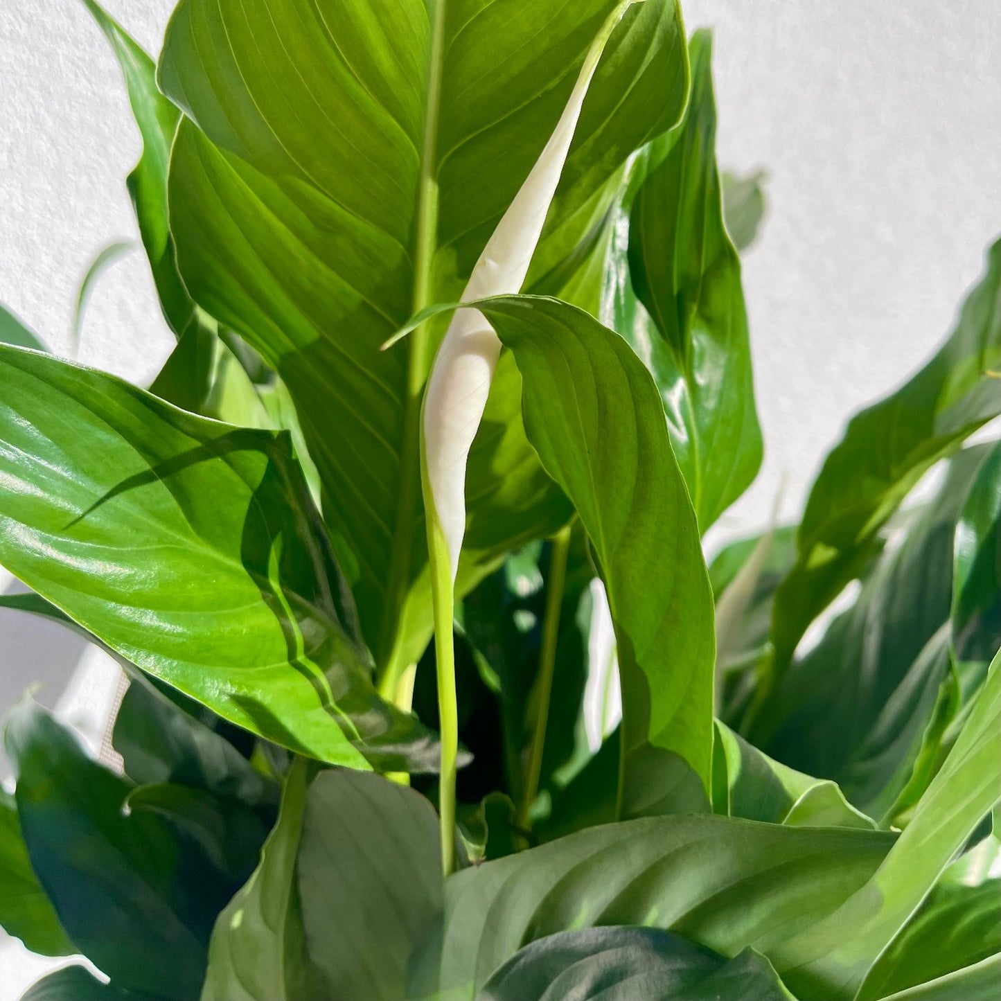 Peace Lily plant with lush green leaves and white blooms, ideal for indoor air purification and low-light spaces from Elanora Flower House. Florist Palm Beach, Florist Burleigh Heads, Flower delivery Gold Coast