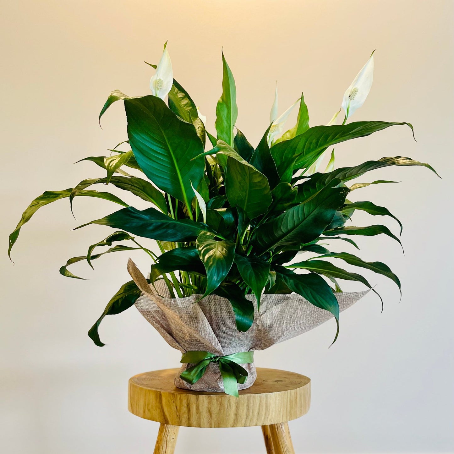 House plant, green plant, florist Elanora, Flower Delivery, Plant delivery. Florist Palm Beach. Flower delivery Gold Coast. Flowers Palm Beach, Flowers Elanora